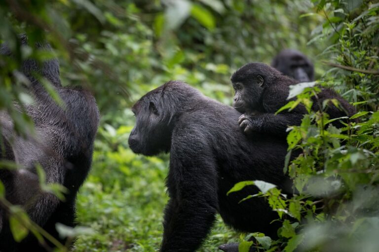 Africa Gorilla Safaris