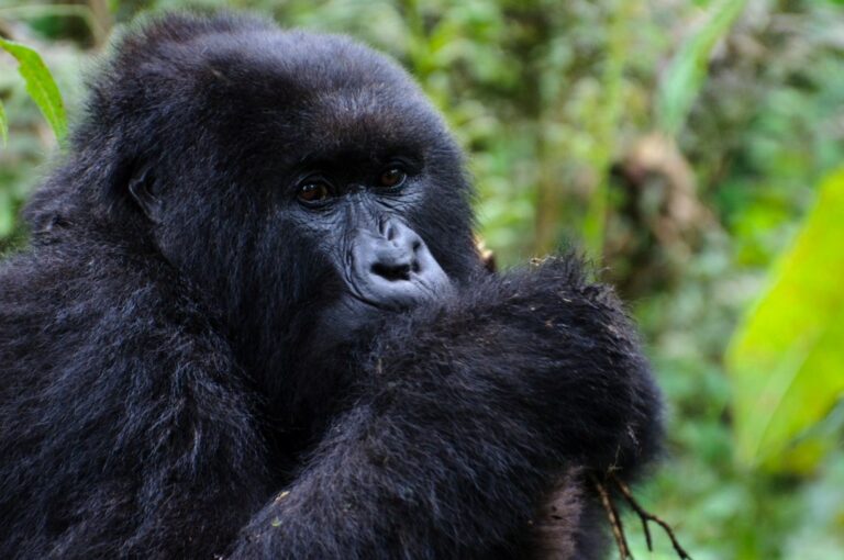 Trek Gorillas Africa