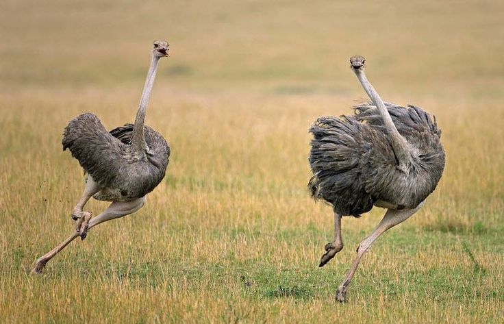 How Fast Can Ostriches Run?