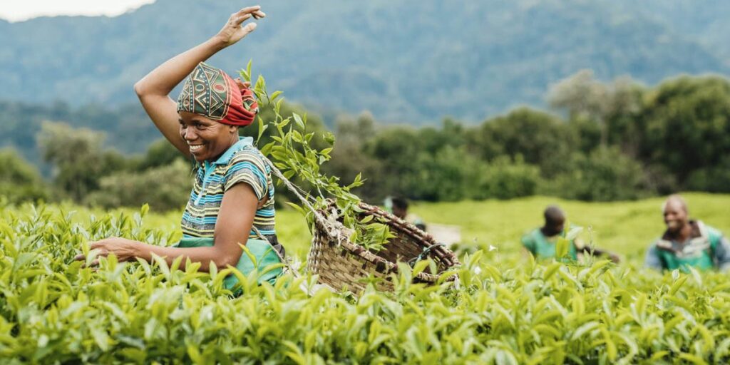 Gisakura Tea Estate in Rwanda