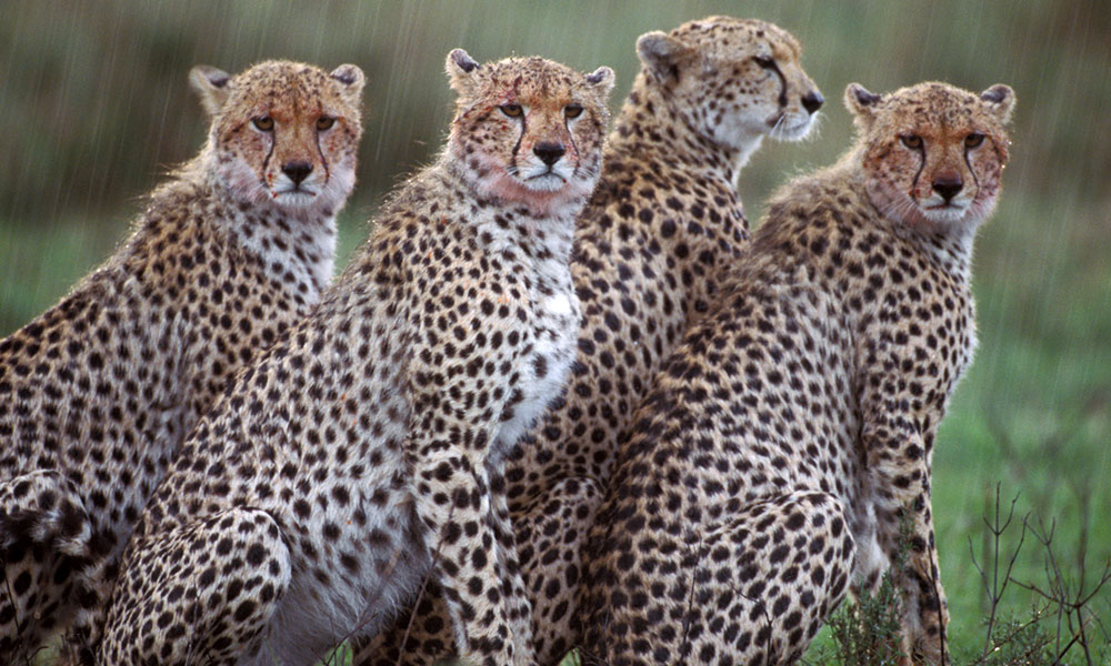 What is a group of cheetah called