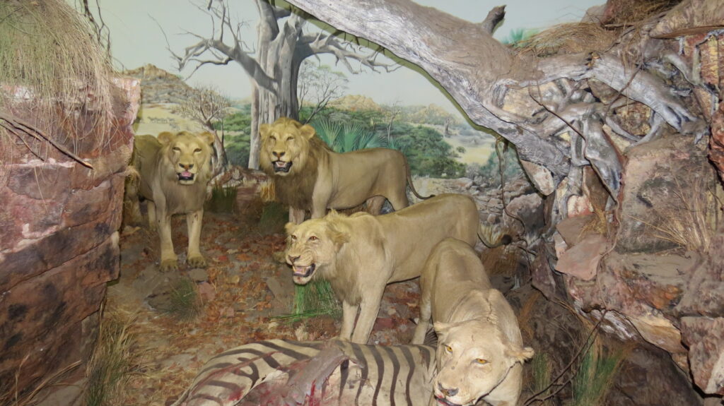 Boma Natural History Museum Tanzania