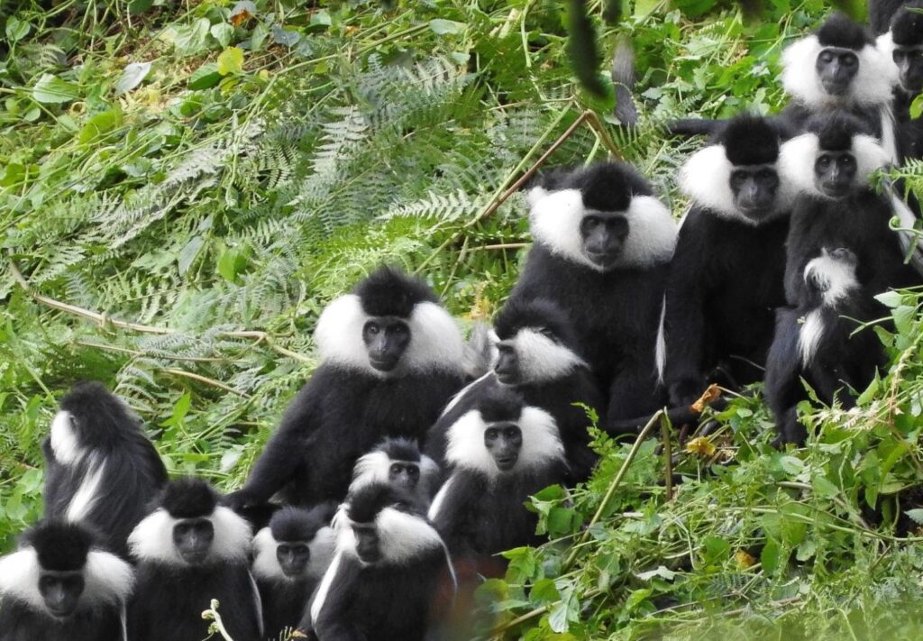 Colobus Monkey Trekking in Nyungwe Forest National Park