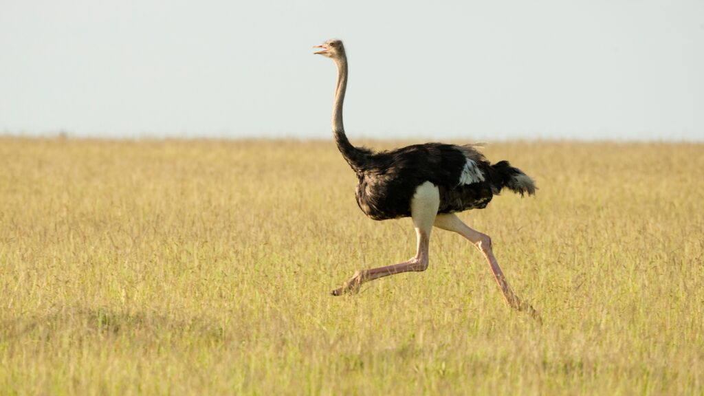 How Fast Can Ostriches Run?