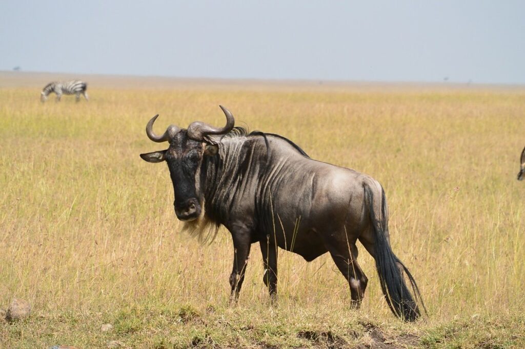 3 Days Masai Mara wildlife Safari