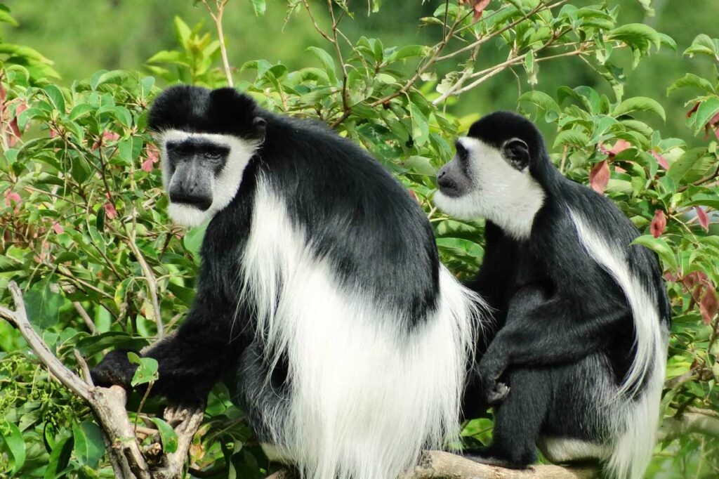 Colobus Monkey Trekking in Nyungwe Forest National Park