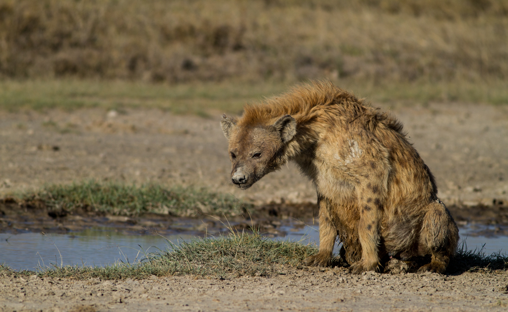 Predators in Ndutu Plains