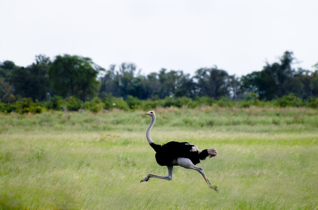 How Fast Can Ostriches Run?