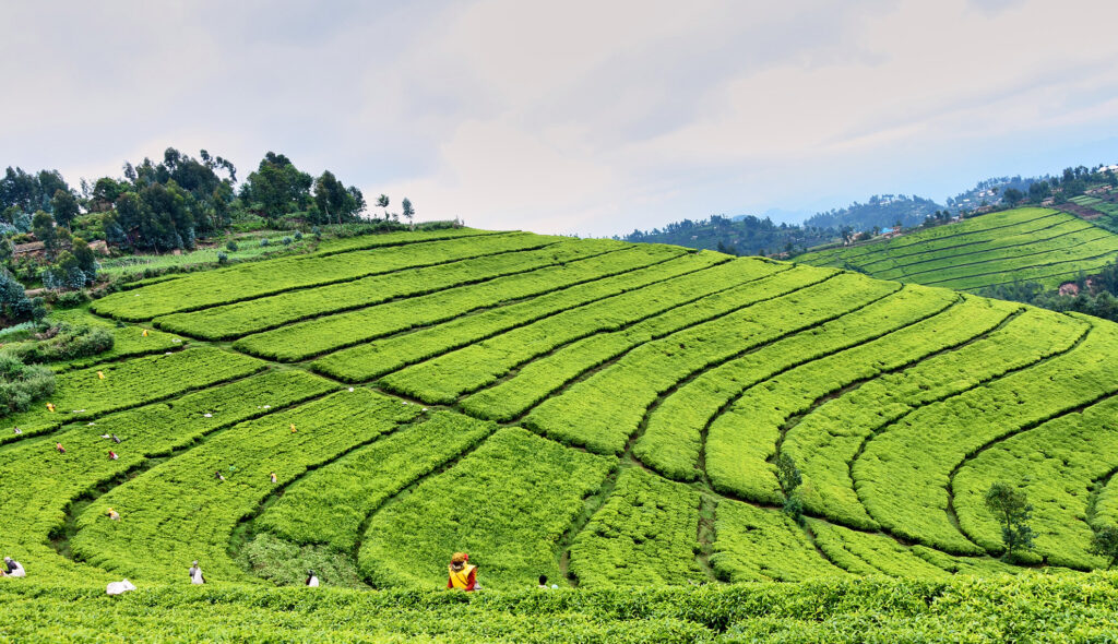 Gisakura Tea Estate in Rwanda