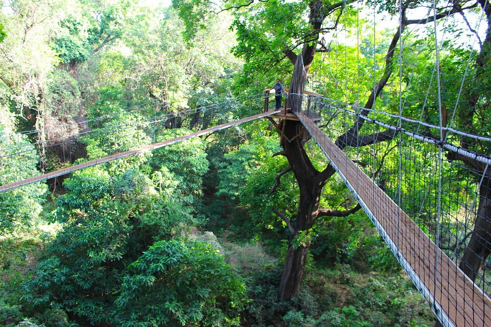 Lake Manyara treetop walkway