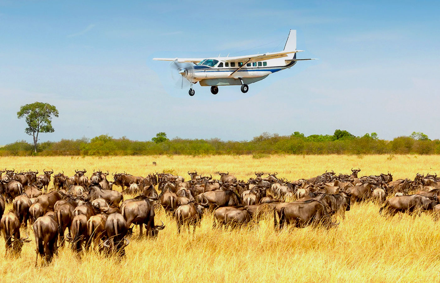 3 Days Fly-In Serengeti Safari