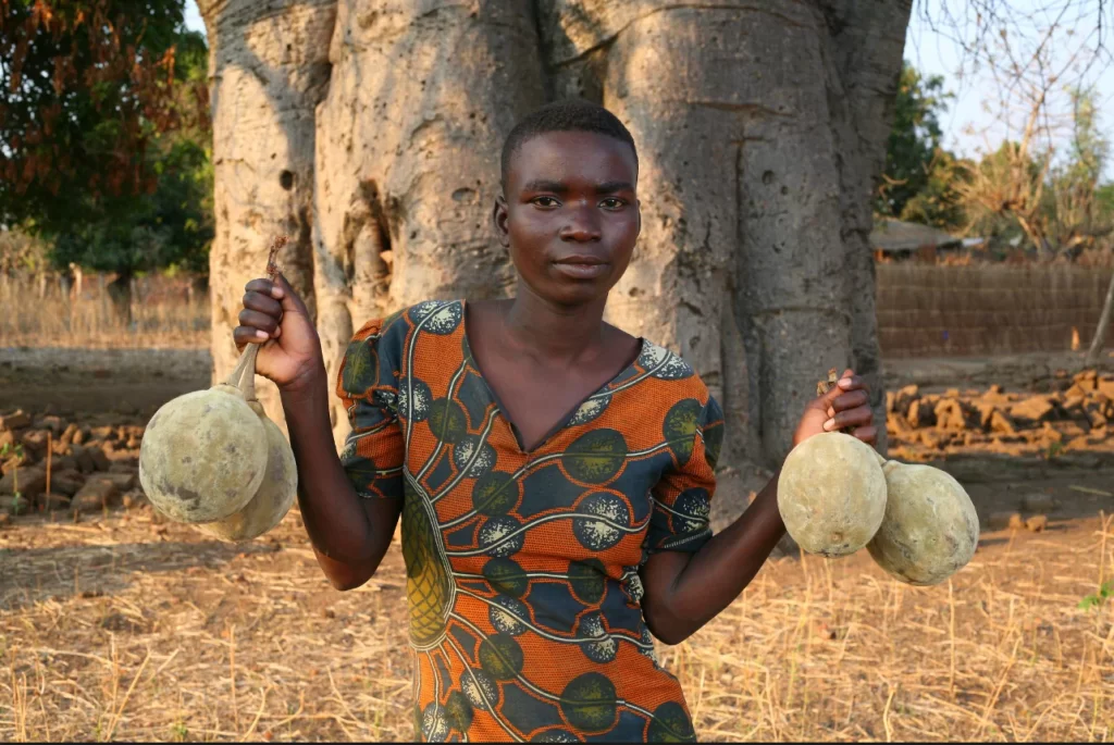 Baobab Fruits