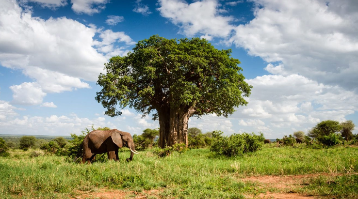 Baobab Trees  in Tarangire National Park