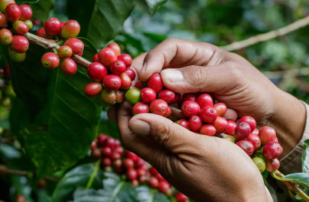 Coffee tours in Tanzania