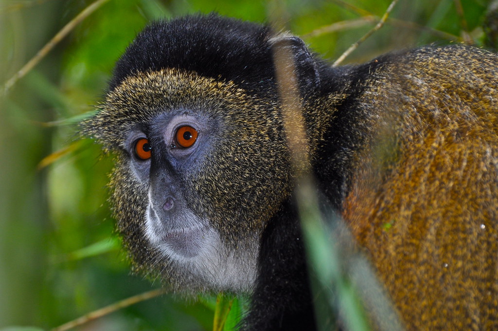 Golden Monkey