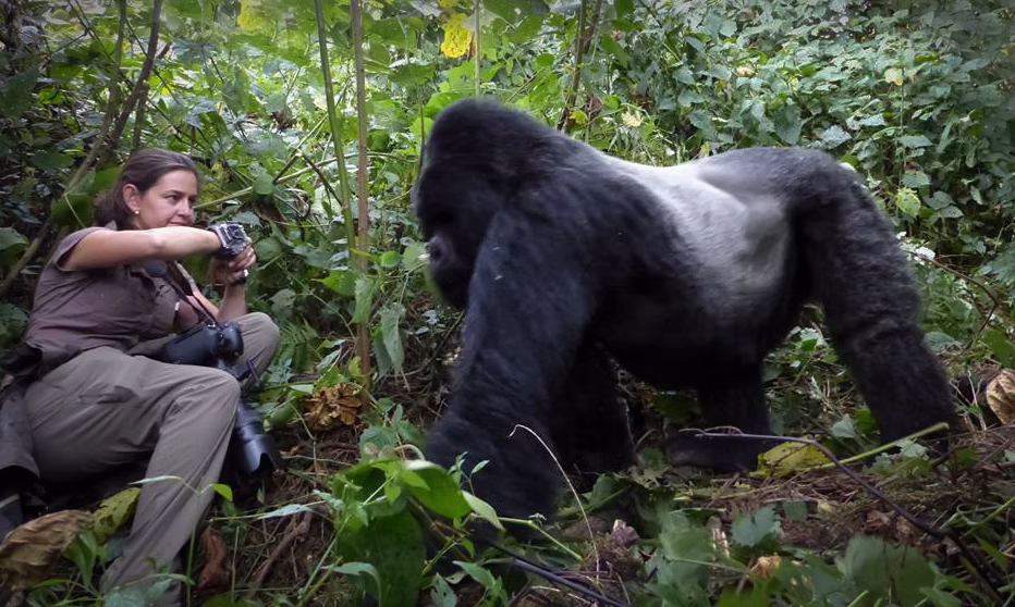 Photographing Gorillas