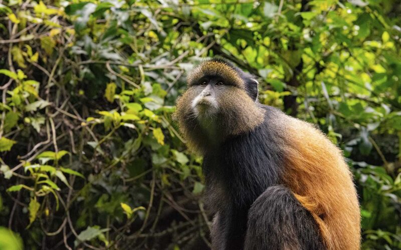 Golden Monkey Trekking in Rwanda and Uganda