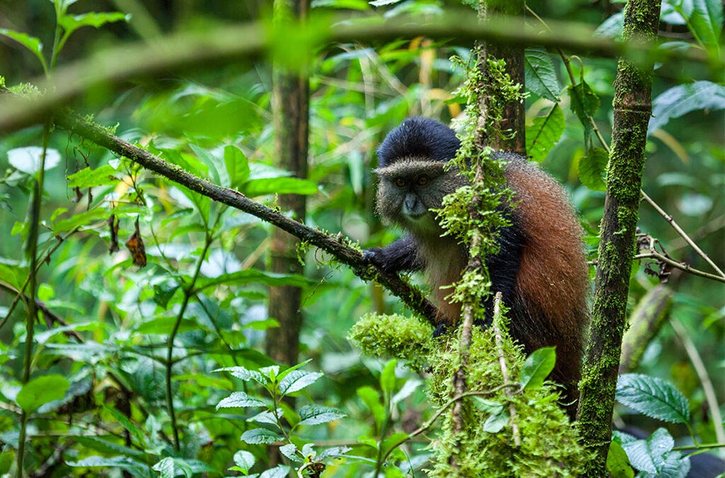 Golden Monkey Trekking in Rwanda and Uganda