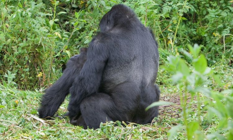 Gorilla Habituation Experience in Uganda