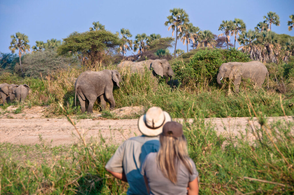 Bush Walking Safaris in Tarangire National Park