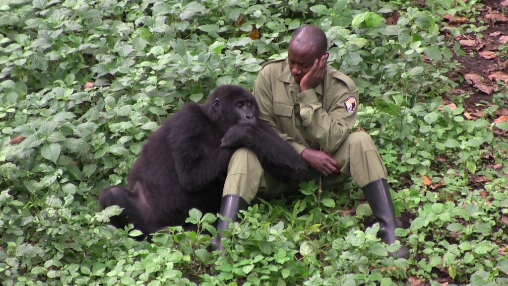 Senkwekwe Center for Gorilla Orphans