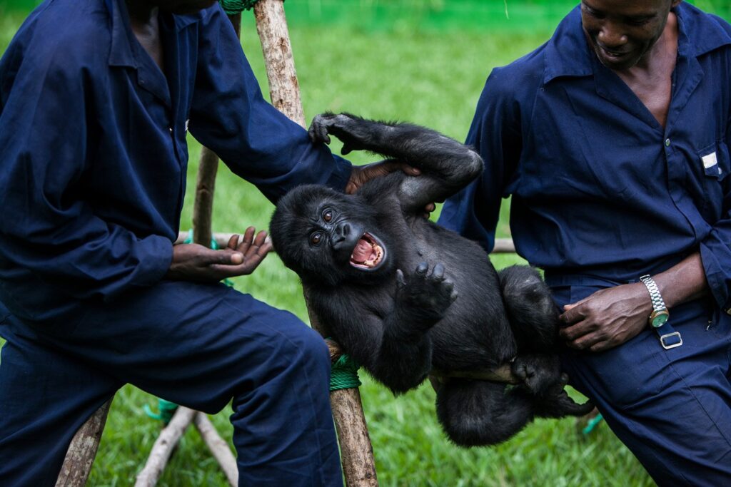 Senkwekwe Center for Gorilla Orphans