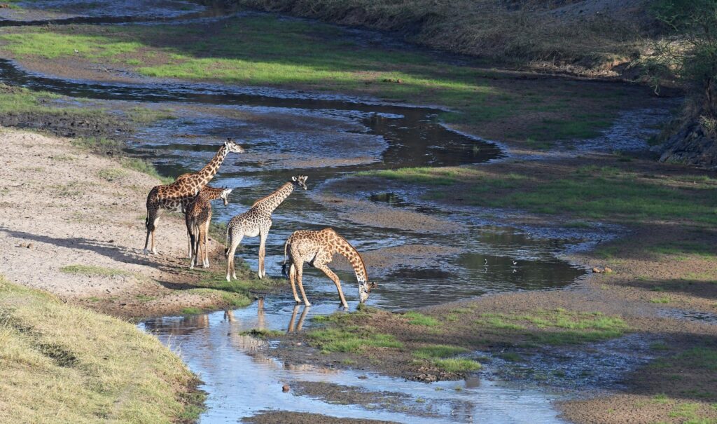Tarangire national park tanzania weather