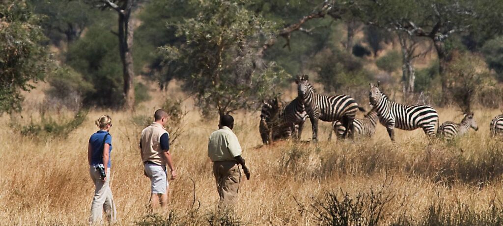 Bush Walking Safaris in Tarangire National Park