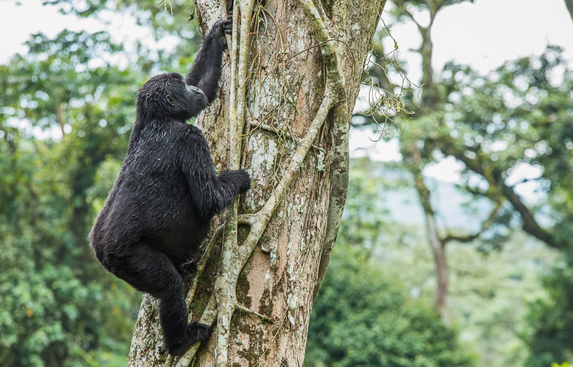 Gorilla Trekking for the Elderly, Seniors and The Disabled