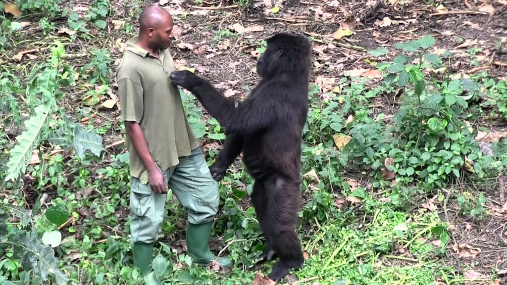 Senkwekwe Center for Gorilla Orphans